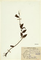 藏品(短葉柳葉菜)的圖片